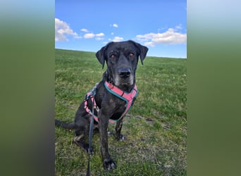 Labradorhündin sucht ein Zuhause