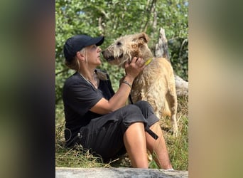 Messi, ein Hund mit viel Potential und einfach nur lieb