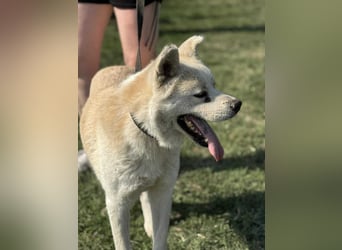 Hachiko, geboren 14.02.2015, 62cm sucht sein letztes Glück