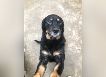 Darko Rottweiler Mischling Rüde Senior sucht Zuhause für immer oder Pflegestelle