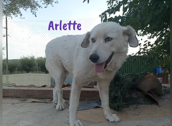 Arlette 09/2020 (ESP) - ruhige, noble und sanfte Herdenschutz-Mix Hündin!