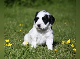 traumhaft hübscher Tibet Terrier Welpen aus erfahrender Zucht  sind geboren dürfen im Juni ausziehen