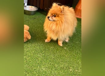 Mogyoro SR- kleiner Pomeranian mit großem Nachholbedarf sucht geduldige Menschen