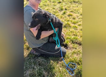 Thyson, geboren 04.2024, 50cm sucht sein Glück