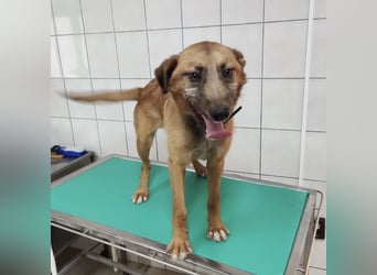 Elliot ein wundervoller Rüde Elliot ein wundervoller Rüde