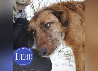 Elliot ein wundervoller Rüde Elliot ein wundervoller Rüde