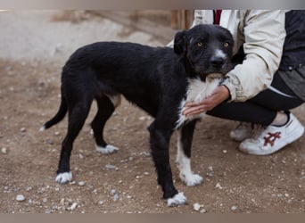 Barak-Mix RICCI❤️fröhlicher, lieber und neugieriger Powerpfoten-Junge