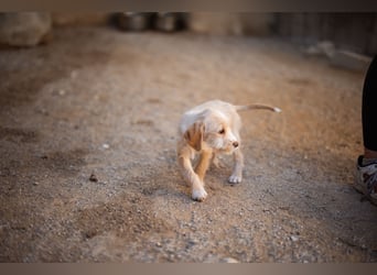 Anka ❤️ verspieltes, junges Hundemädchen