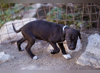 ROSI❤️bezaubernder Wirbelwind mit Herz & Schmusegarantie!
