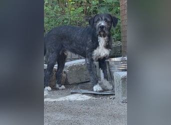 Barak-Mix MILES❤️lieber, schüchterner Jungrüde  sucht Kuschelplatz fürs Leben!