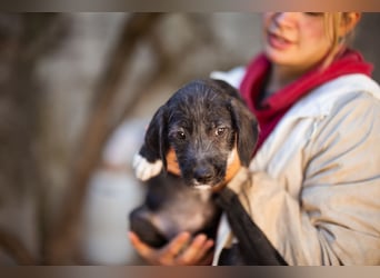 Olivia ❤️ junges, lebensfrohes Hundemädl