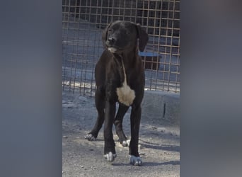 ROSI❤️bezaubernder Wirbelwind mit Herz & Schmusegarantie!