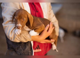 Sunny ❤️ aufgewecktes, süßes Welpenmädl