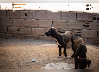 Olivia ❤️ junges, lebensfrohes Hundemädl