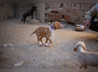 Eevee ❤️ neugierige, verspielte Hündin!