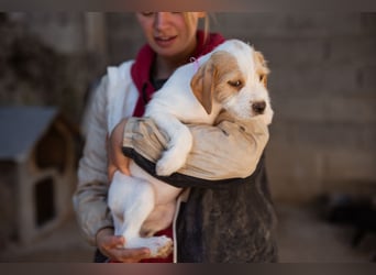 Kleine FREYJA❤️ein Sonnenscheinchen auf vier Pfoten sucht ihr Zuhause voller Liebe