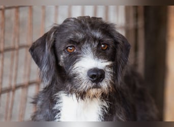 Alani ❤️ wartet in 90530 Wendelstein