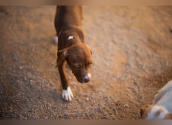 Sunny ❤️ aufgewecktes, süßes Welpenmädl