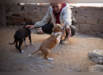 Eevee ❤️ neugierige, verspielte Hündin!