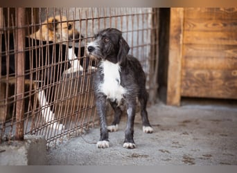 Barak-Mix-Mädchen Alani ❤️ sanft+zurückhaltend
