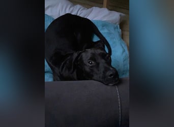 ROSI❤️sanfte Junghündin wartet schon in 36179 Bebra
