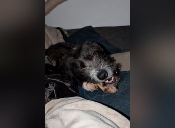 Alani ❤️ wartet in 90530 Wendelstein auf dich