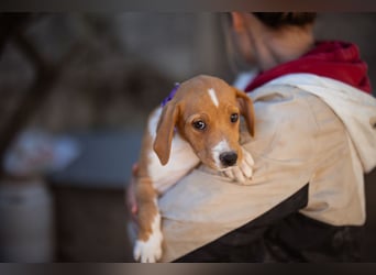 Eevee ❤️ neugierige, verspielte Hündin!