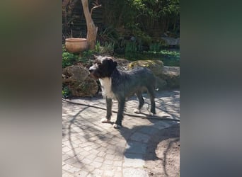 Alani ❤️ wartet in 90530 Wendelstein auf dich