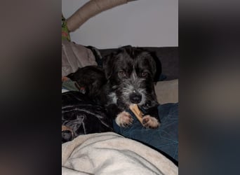 Alani ❤️ wartet in 90530 Wendelstein