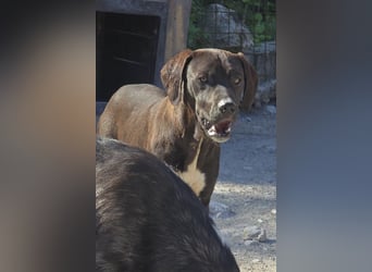 ROSI❤️bezaubernder Wirbelwind mit Herz & Schmusegarantie!