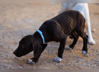 ROSI❤️bezaubernde Bracke-Barak-Mix-Schnute & ein Wirbelwind mit Herz & Schmusegarantie!