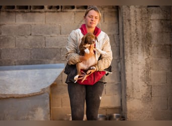 Sunny ❤️ aufgewecktes, süßes Welpenmädl