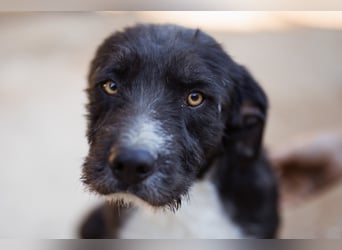 Barak-Mix RICCI❤️fröhlicher, lieber und neugieriger Powerpfoten-Junge