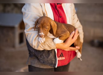 Sunny ❤️ aufgewecktes, süßes Welpenmädl