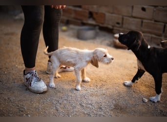Anka ❤️ verspieltes, junges Hundemädchen