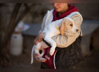 Zuckerschnute ARIA❤️liebt Abenteuer – und Kuscheleinheiten noch mehr!