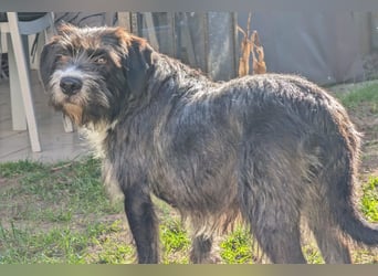 Alani ❤️ wartet in 90530 Wendelstein auf dich