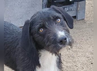 Barak-Mix RICCI❤️fröhlicher, lieber und neugieriger Powerpfoten-Junge