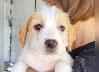 Kleine FREYJA❤️ein Sonnenscheinchen auf vier Pfoten sucht ihr Zuhause voller Liebe