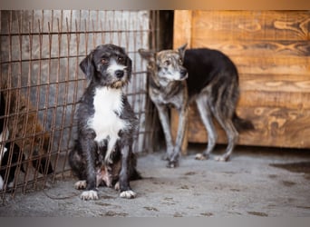 Barak-Mix-Mädchen Alani ❤️ sanft+zurückhaltend