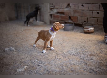 Eevee ❤️ neugierige, verspielte Hündin!