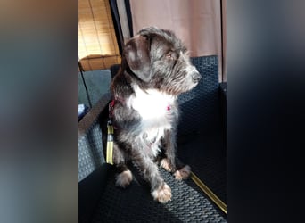 Alani ❤️ wartet in 90530 Wendelstein