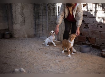 Kleine FREYJA❤️ein Sonnenscheinchen auf vier Pfoten sucht ihr Zuhause voller Liebe