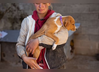 Eevee ❤️ neugierige, verspielte Hündin!