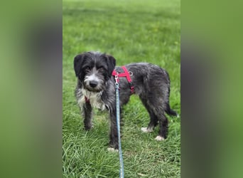 Alani ❤️ wartet in 90530 Wendelstein auf dich