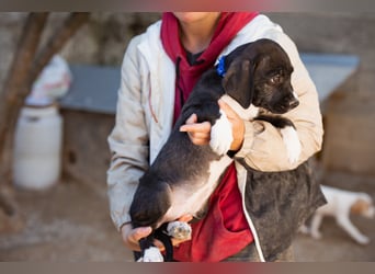 Barak-Mix MILES❤️charmanter Abenteurer sucht Kuschelplatz fürs Leben!