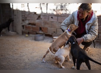 Eevee ❤️ neugierige, verspielte Hündin!