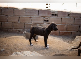 Olivia ❤️ junges, lebensfrohes Hundemädl