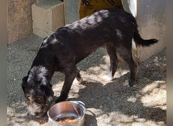 Barak-Mix-Mädchen Lidina ❤️ jung u. aktiv