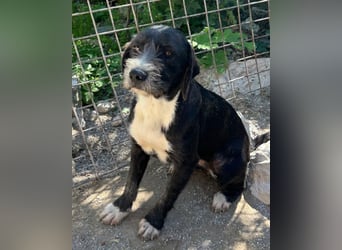 Barak-Mix-Mädchen Alani ❤️ sanft+zurückhaltend